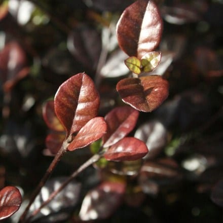 Picture of Lophomyrtus × ralphii Red Dragon