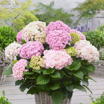 Picture of Hydrangea macrophylla Doppio Nuvola ('Kaho') (PBR)