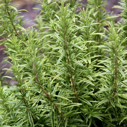 Picture of Rosmarinus officinalis Sunkissed (PBR)