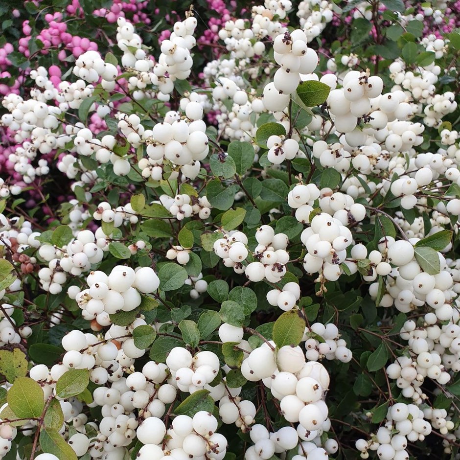 <i>Symphoricarpos</i> <b class=small-caps>Magical Galaxy</b> ('Kolmgala') (PBR)