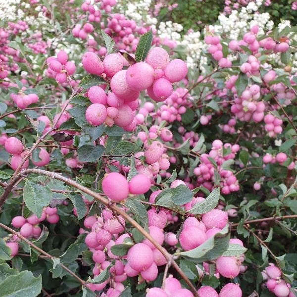 Symphoricarpos × doorenbosii Magic Berry