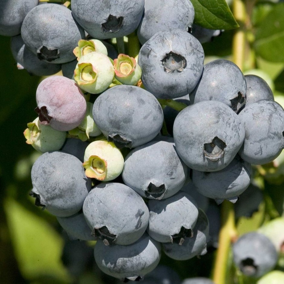 Buy Blueberry Mid Late Season Fruiting Vaccinium Jersey