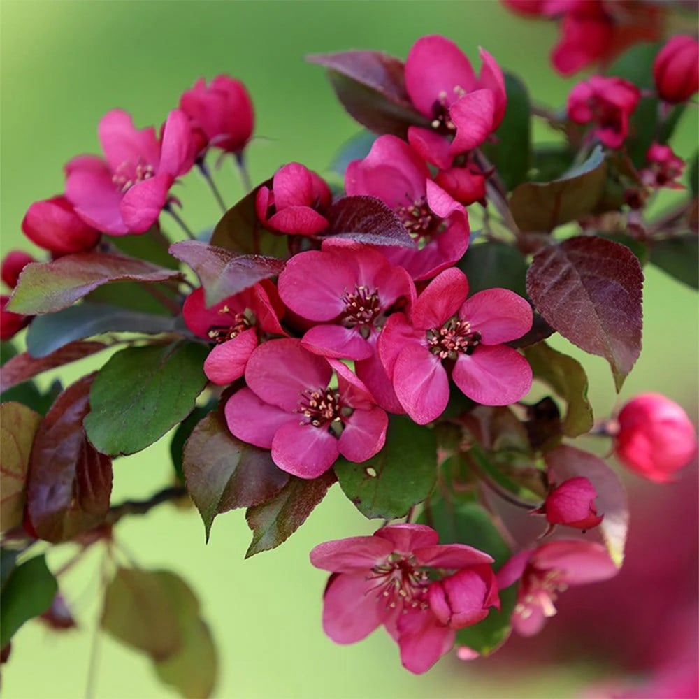 Product options image