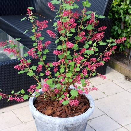Picture of Ribes sanguineum Amore ('Annys2003') (PBR)