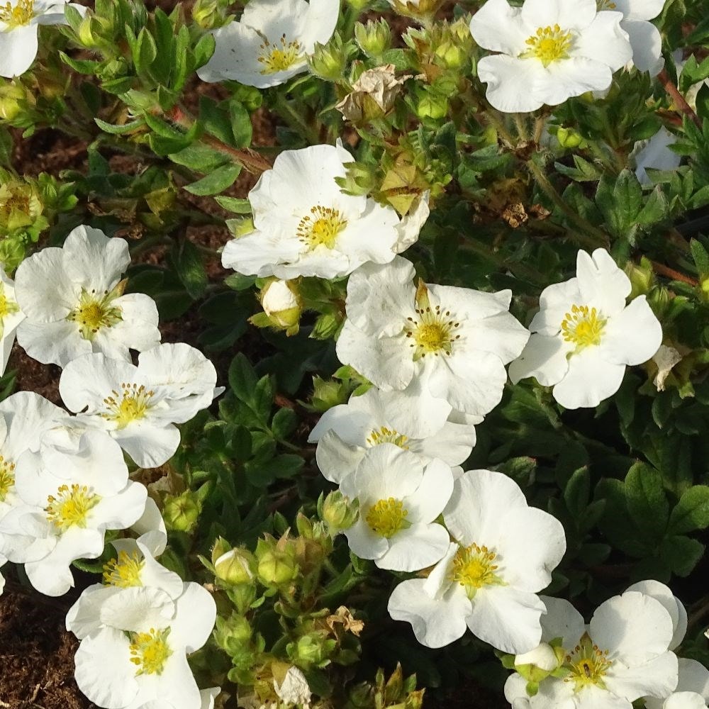 Buy Shrubby Cinquefoil Potentilla Fruticosa 'Bella Bianca ('Hachbianca ...