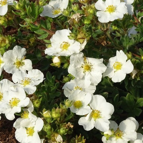Potentilla fruticosa Bella Bianca ('Hachbianca') (PBR)