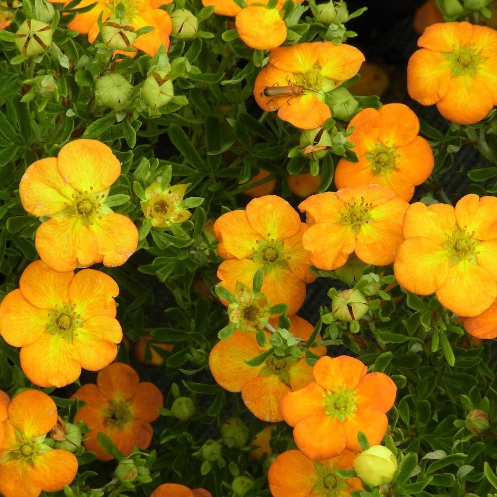 shrubby cinquefoil