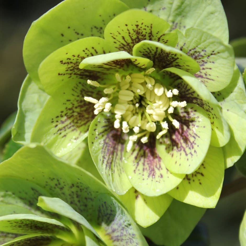<i>Helleborus</i> × <i>hybridus</i> Harvington double green speckled