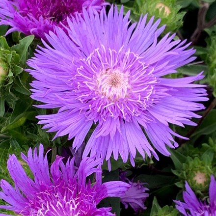 Picture of Stokesia laevis Mega Mels