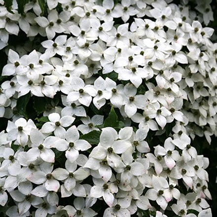 Picture of Cornus kousa var. chinensis