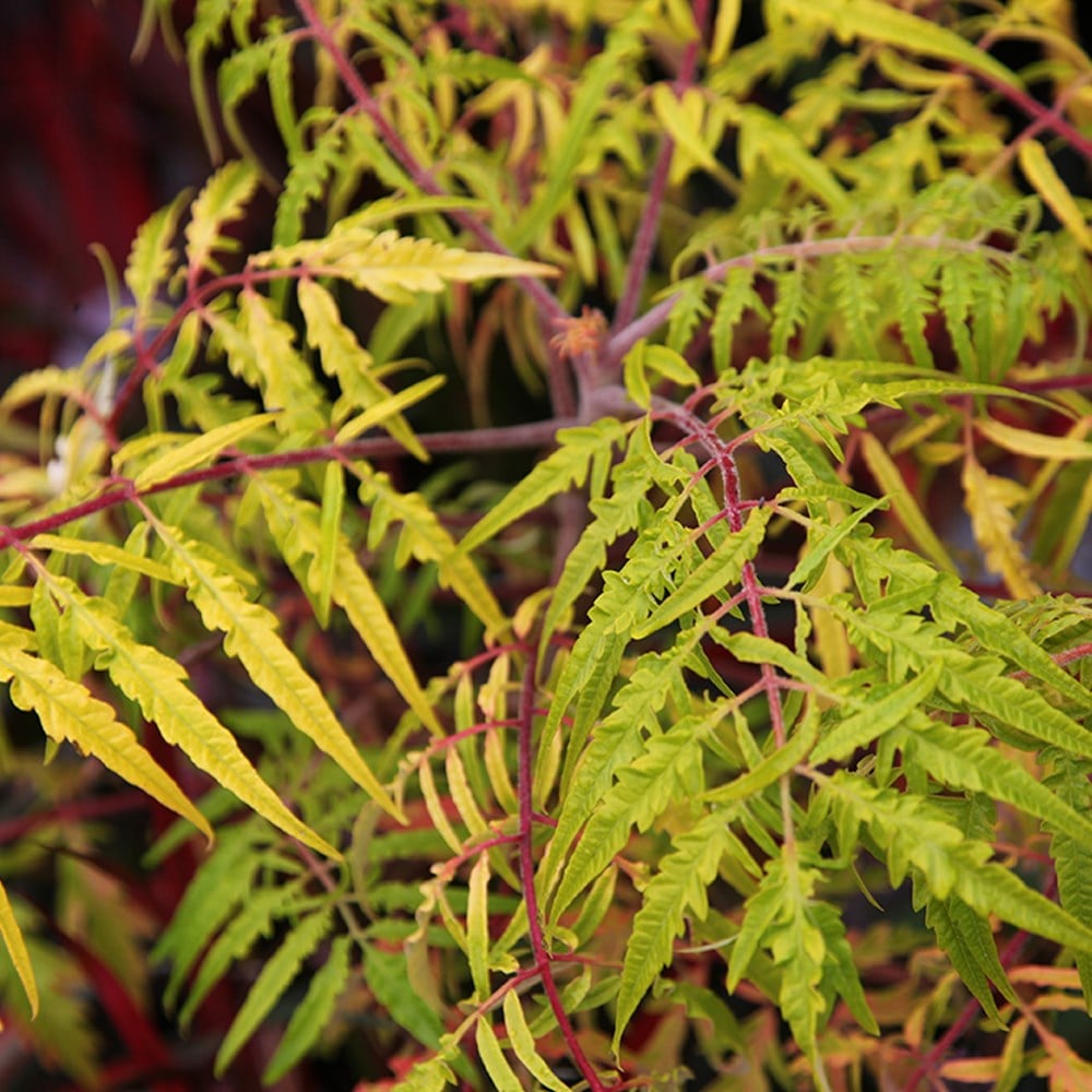 Rhus typhina Tiger Eyes ('Bailtiger')