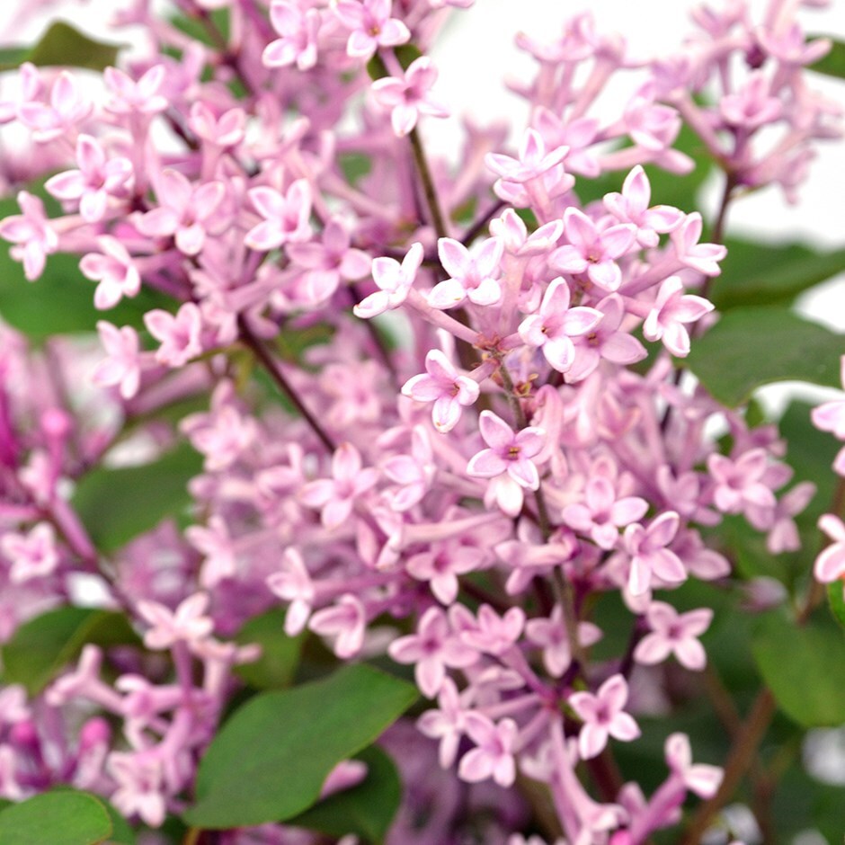 repeat flowering lilac