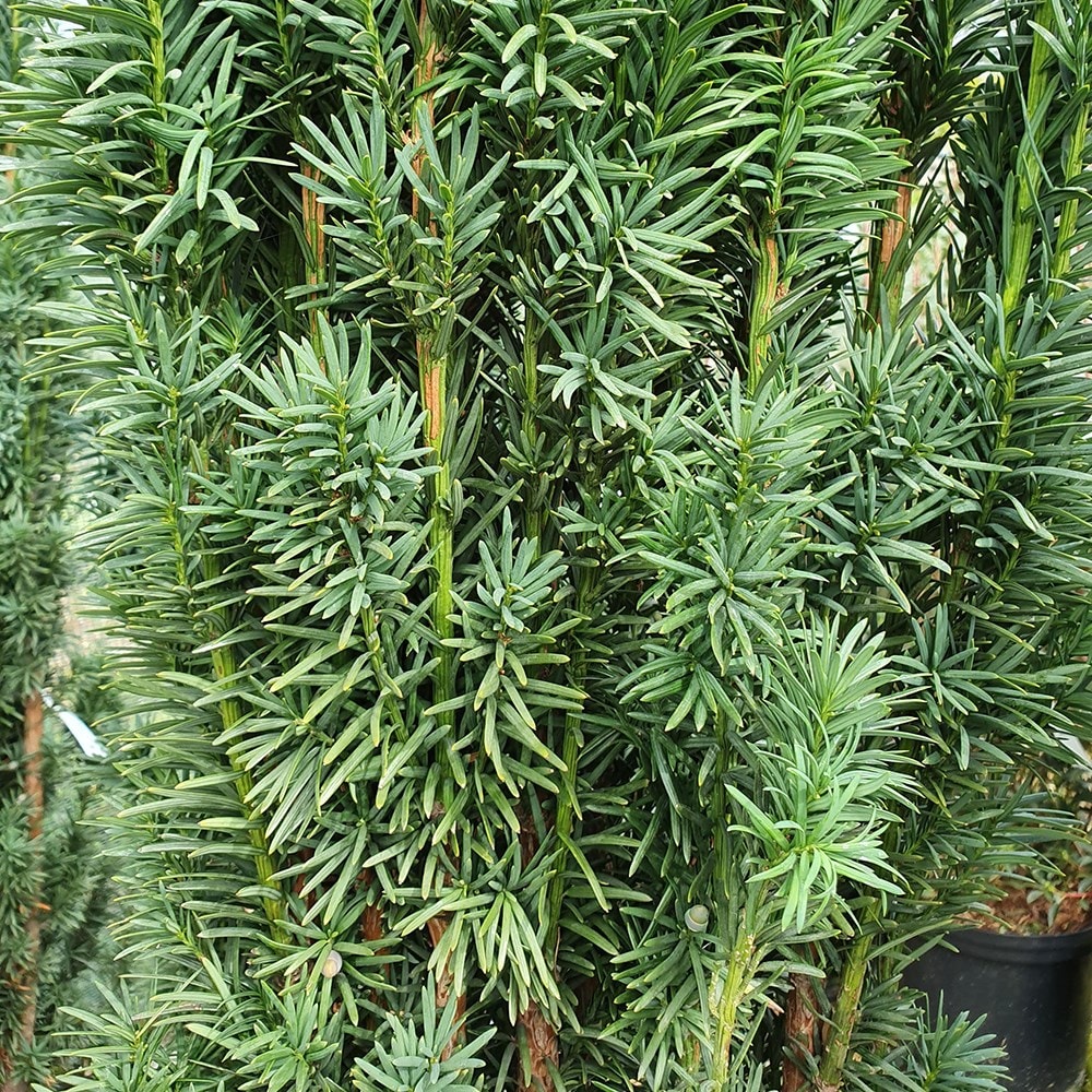 <i>Taxus baccata</i> 'Fastigiata Robusta'