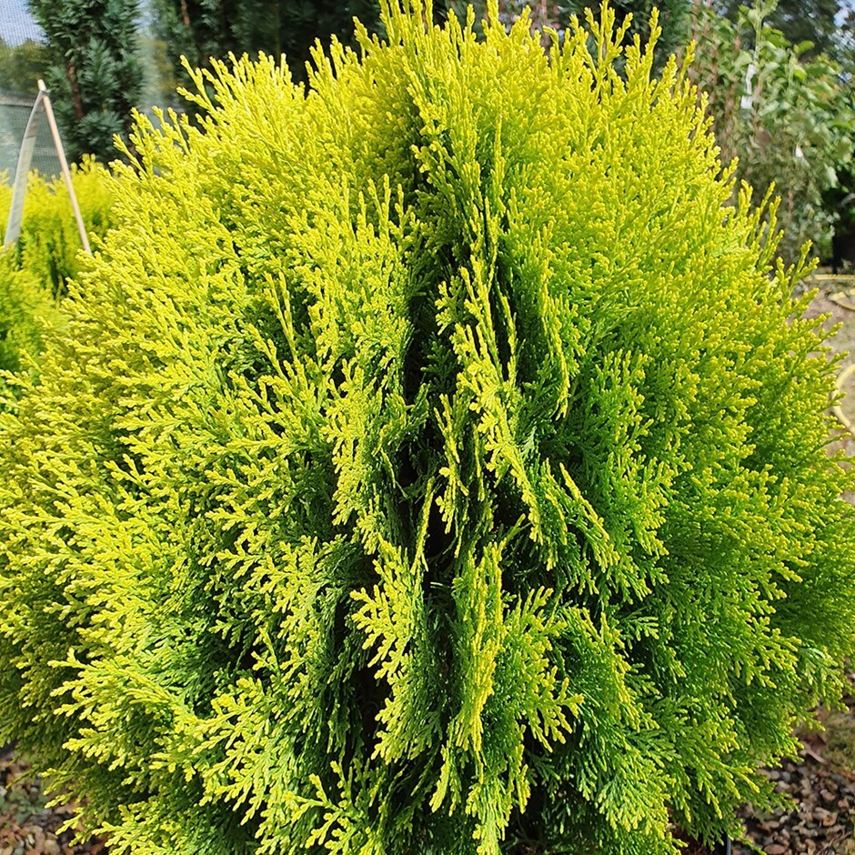 Chinese golden cedar (syn. Thuja orientalis Aurea Nana)