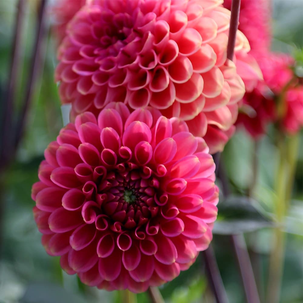 <i>Dahlia</i> 'Wine Eyed Jill'