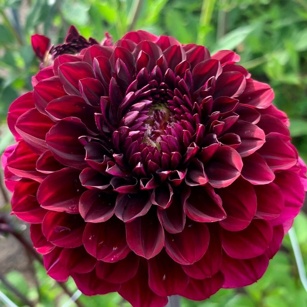 decorative dahlia