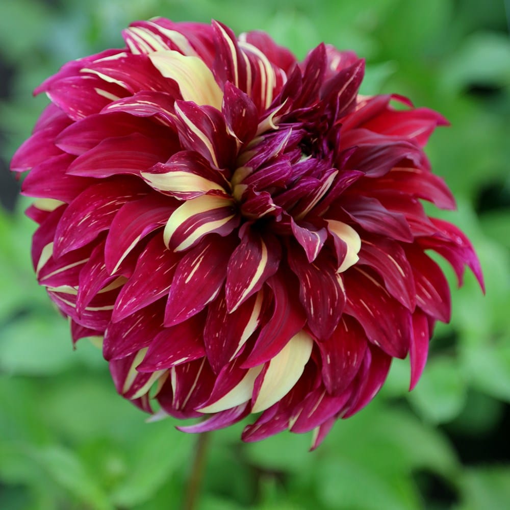 decorative (dinnerplate) dahlia