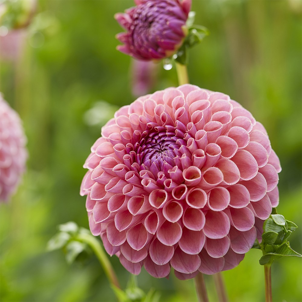ball dahlia