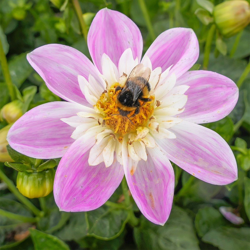 Product options image