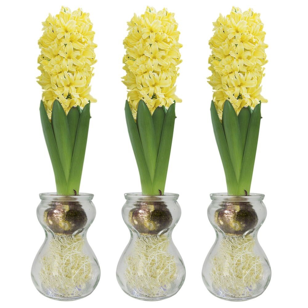 Yellow hyacinth discount