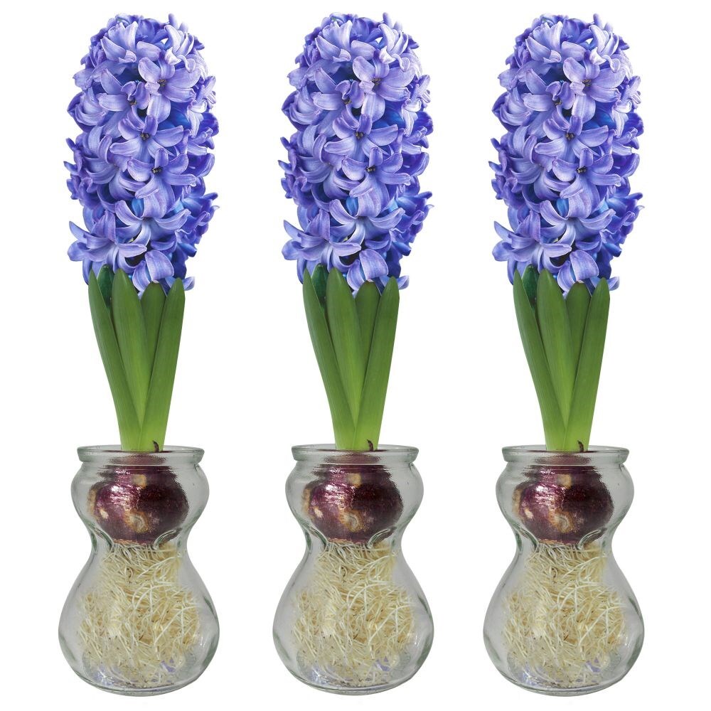 Indoor hyacinth store