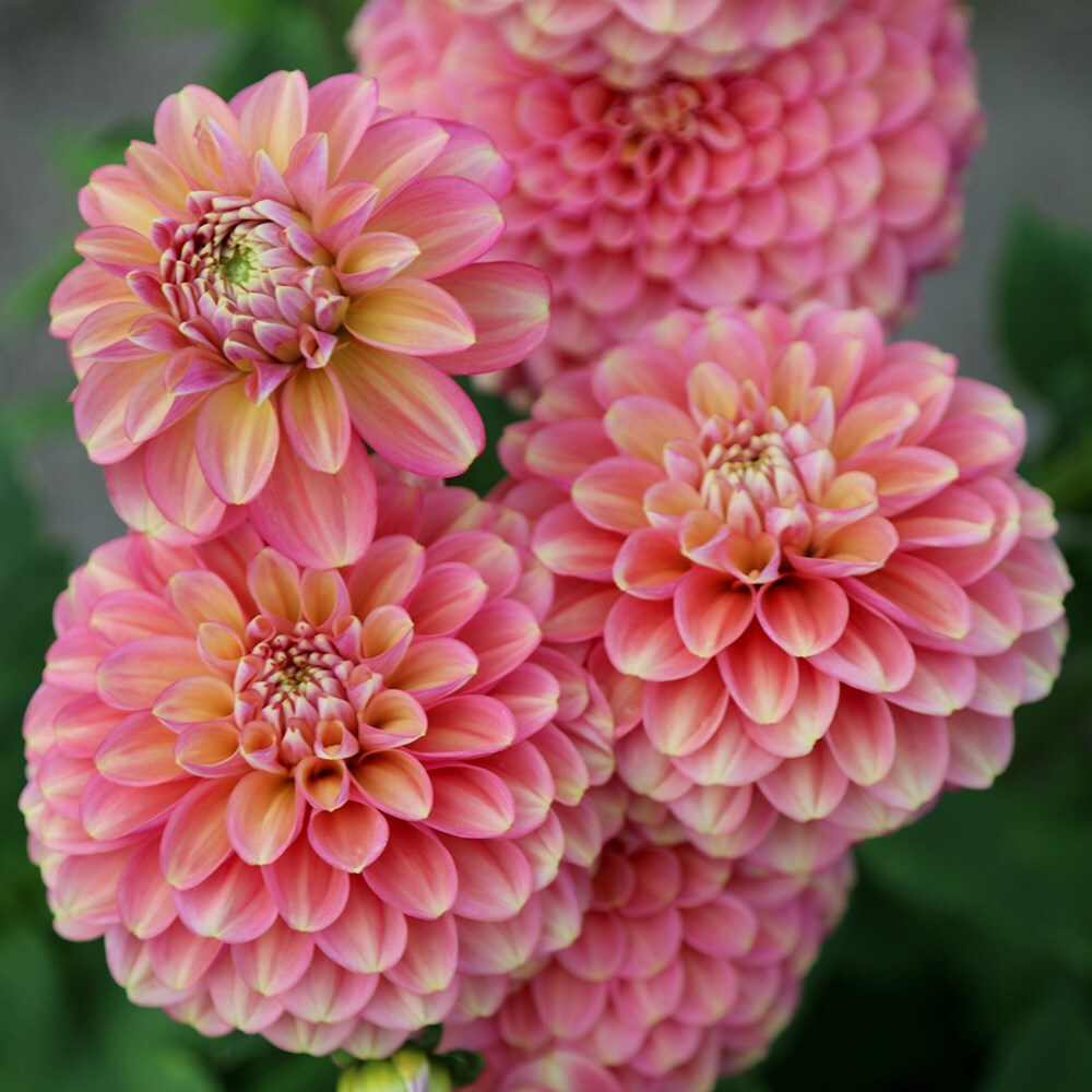 Dahlia Milena F