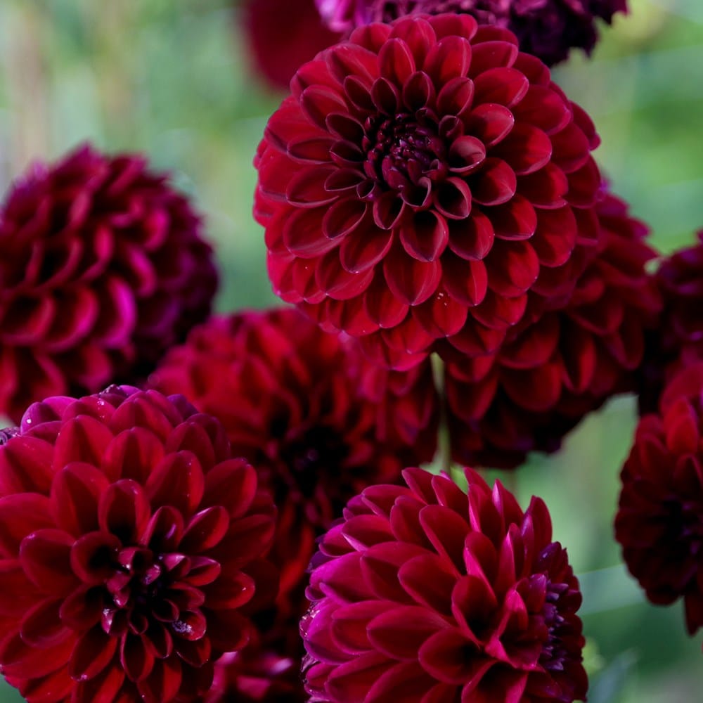ball dahlia (syn. Dahlia 'Gypsy Night')