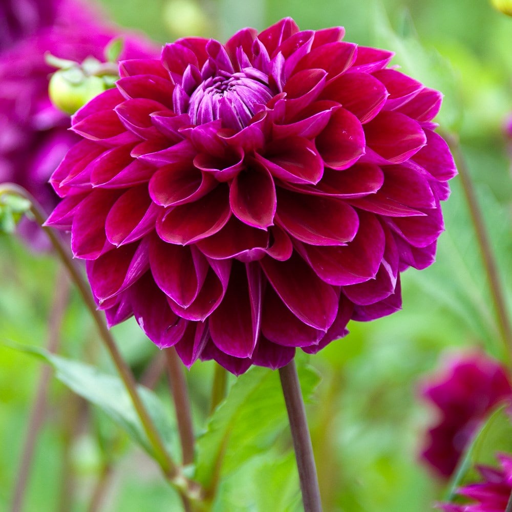 ball dahlia