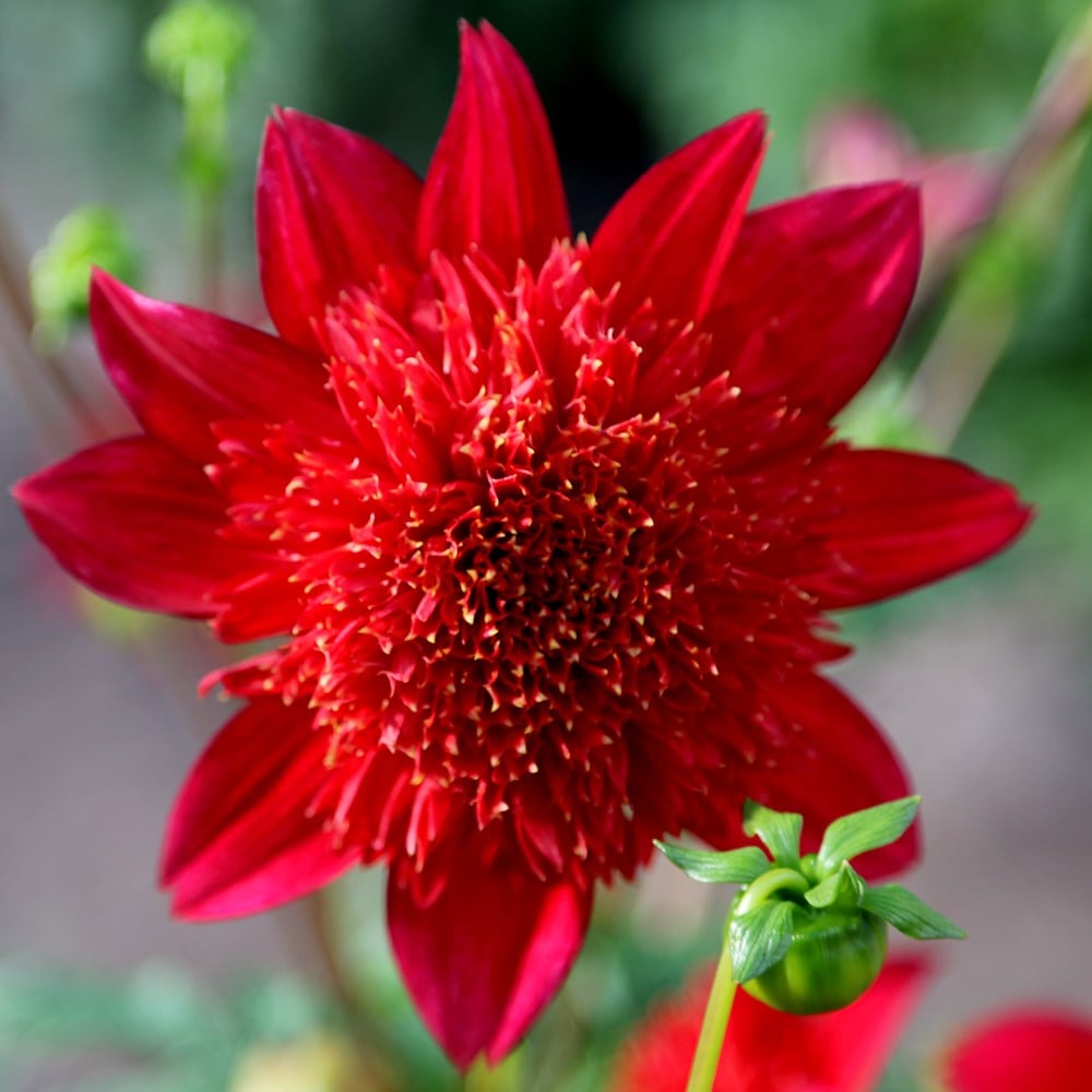 <i>Dahlia</i> 'Jive'
