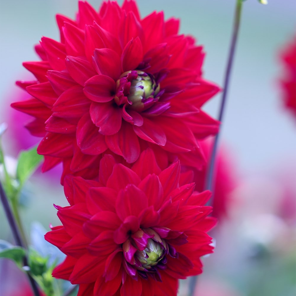 Product options image