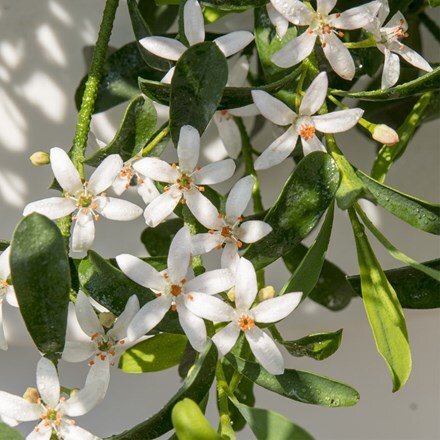 Picture of Eriostemon Flower Girl White