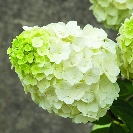 Picture of Hydrangea paniculata Magical Mont Blanc ('Kolmamon') (PBR) (Magical Series)