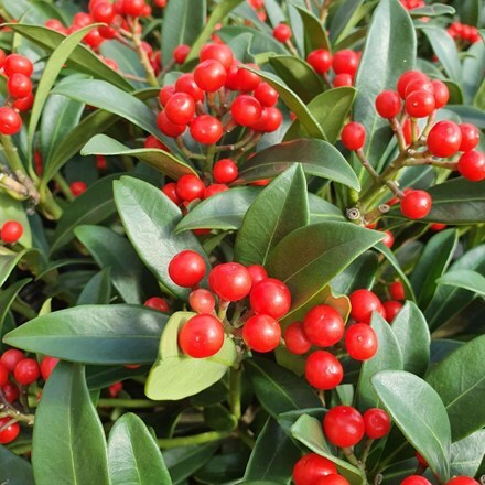 Picture of Skimmia japonica Red Riding Hood