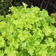 Heuchera Lime Marmalade Companion Plants At Christina Button Blog