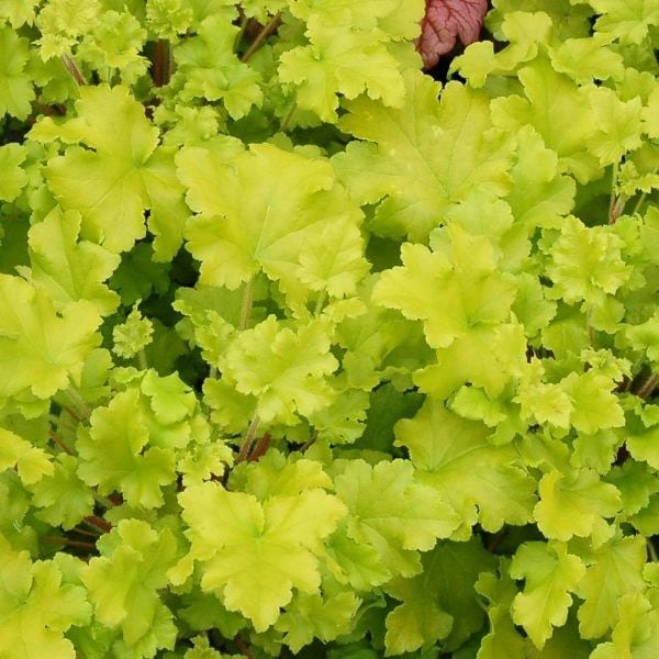 Heuchera Lime Marmalade