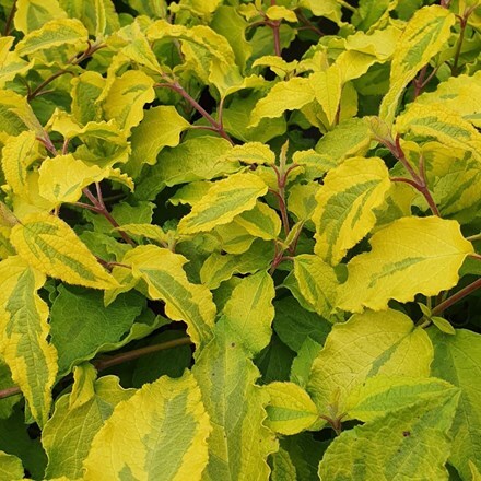 Picture of Cistus × hybridus Gold Prize