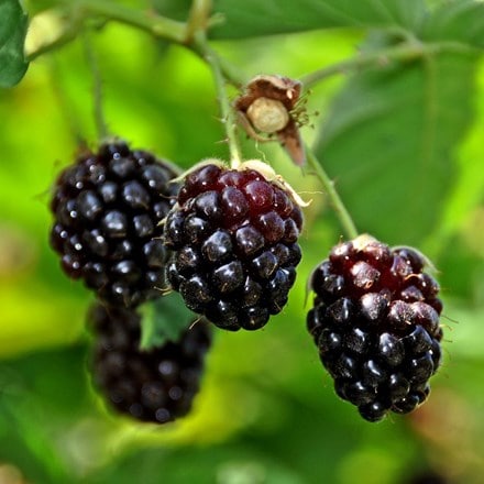 Rubus Boysenberry