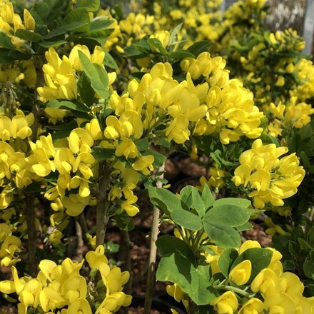 Picture of Laburnum × watereri Sunspire