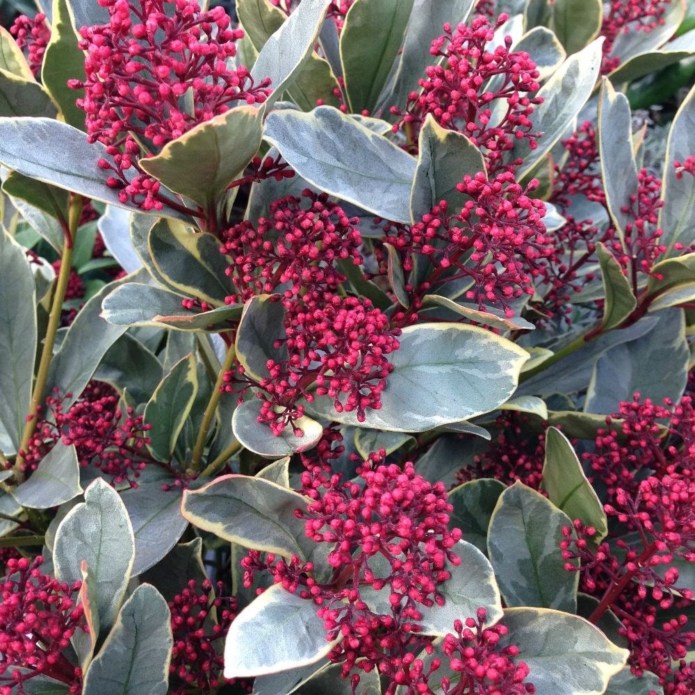 Japanese skimmia (male)