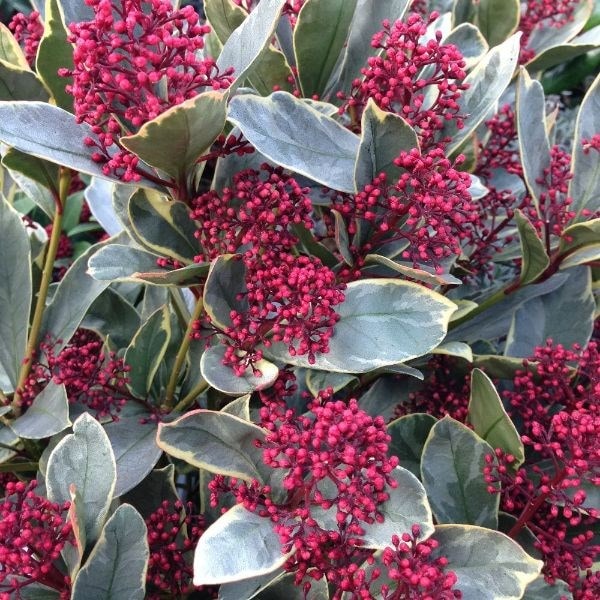 Skimmia japonica Perosa (PBR)