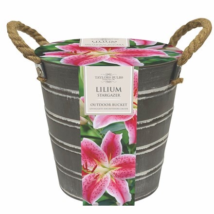 Picture of Lilium Star Gazer & outdoor metal bucket