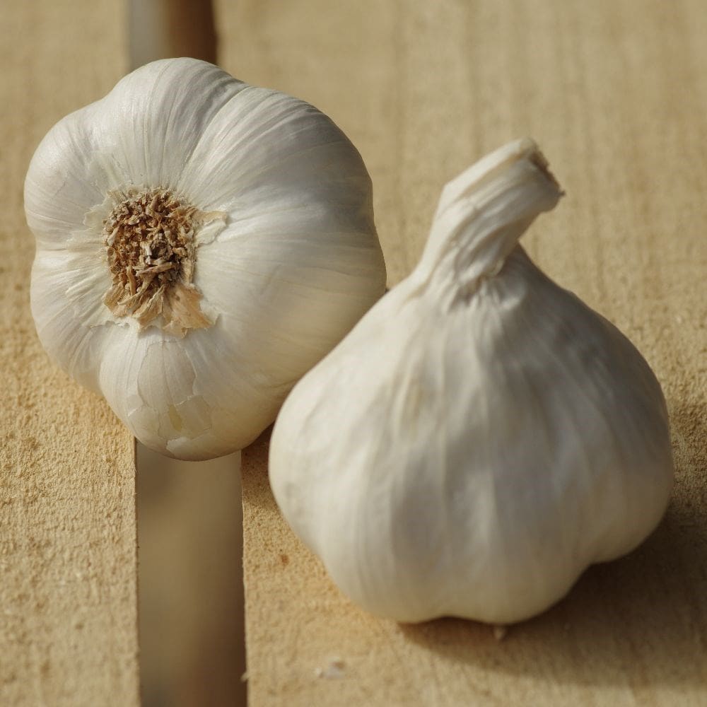 garlic (French softneck) bulb - Allium sativum Topadrome
