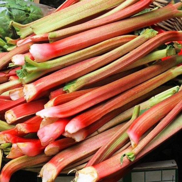 rhubarb Valentine