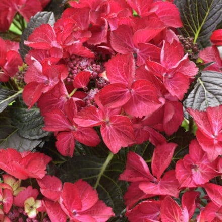 Picture of Hydrangea macrophylla Dark Angel Red (PBR) (Black Diamonds Series)