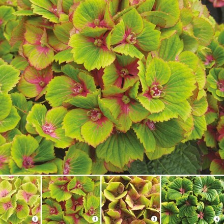 Hydrangea macrophylla Magical Green Delight ('Hokomagrede') (PBR) (Magical Series)