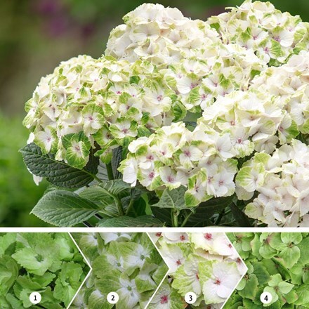 Picture of Hydrangea macrophylla Magical Noblesse ('Hokomano') (PBR) (Magical Series)