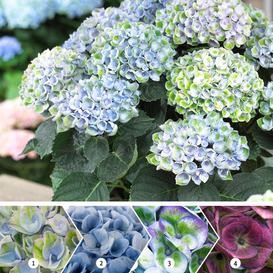 Buy mophead hydrangea Hydrangea macrophylla 'Magical Revolution Blue