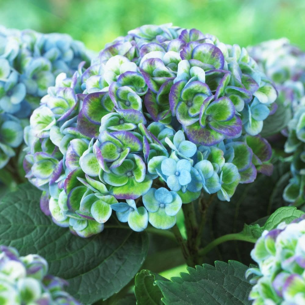 Buy mophead hydrangea Hydrangea macrophylla 'Magical Revolution Blue