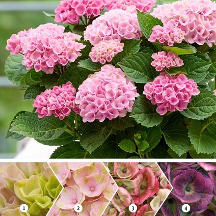 Picture of Hydrangea macrophylla Magical Revolution Pink ('Hokomarevo') (PBR) (Magical Series)
