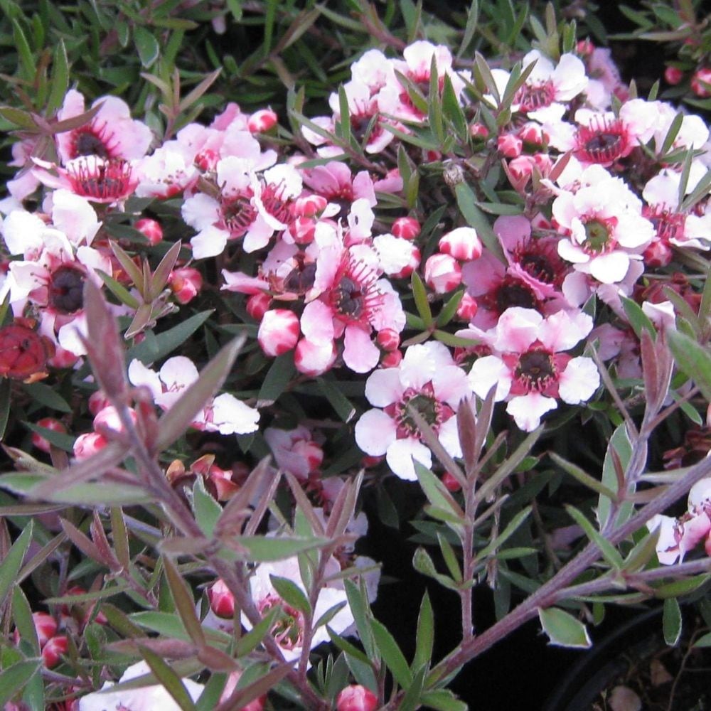 <i>Leptospermum scoparium</i> 'Martini'